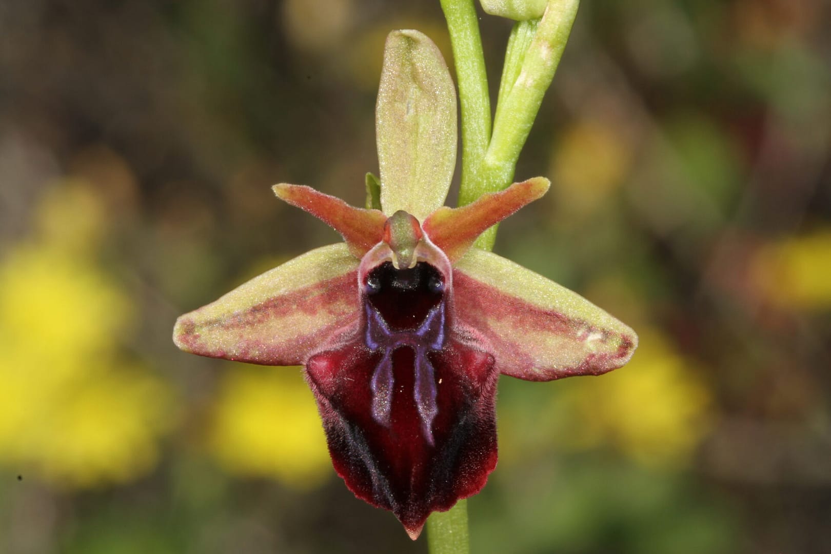 Ophrys posteria Apsiou 15042016 BDB