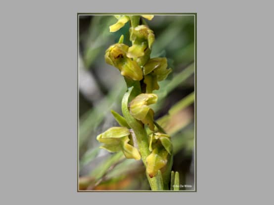 Lees meer over het artikel Plant in de kijker : <i>Chamorchis alpina</i>
