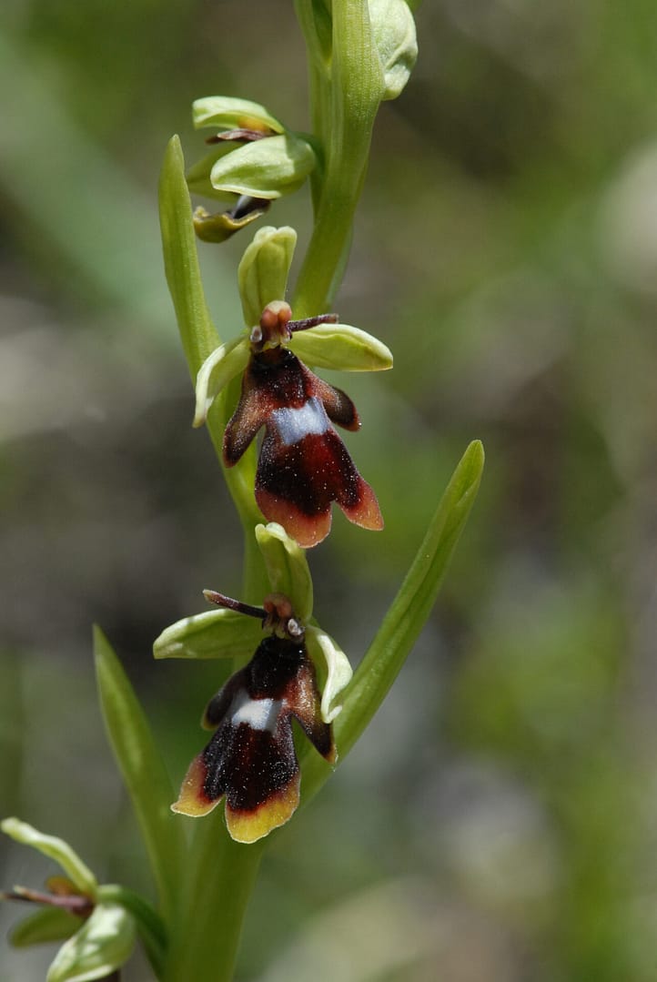 Ophrys insectifera Vercors2021 BVDV3