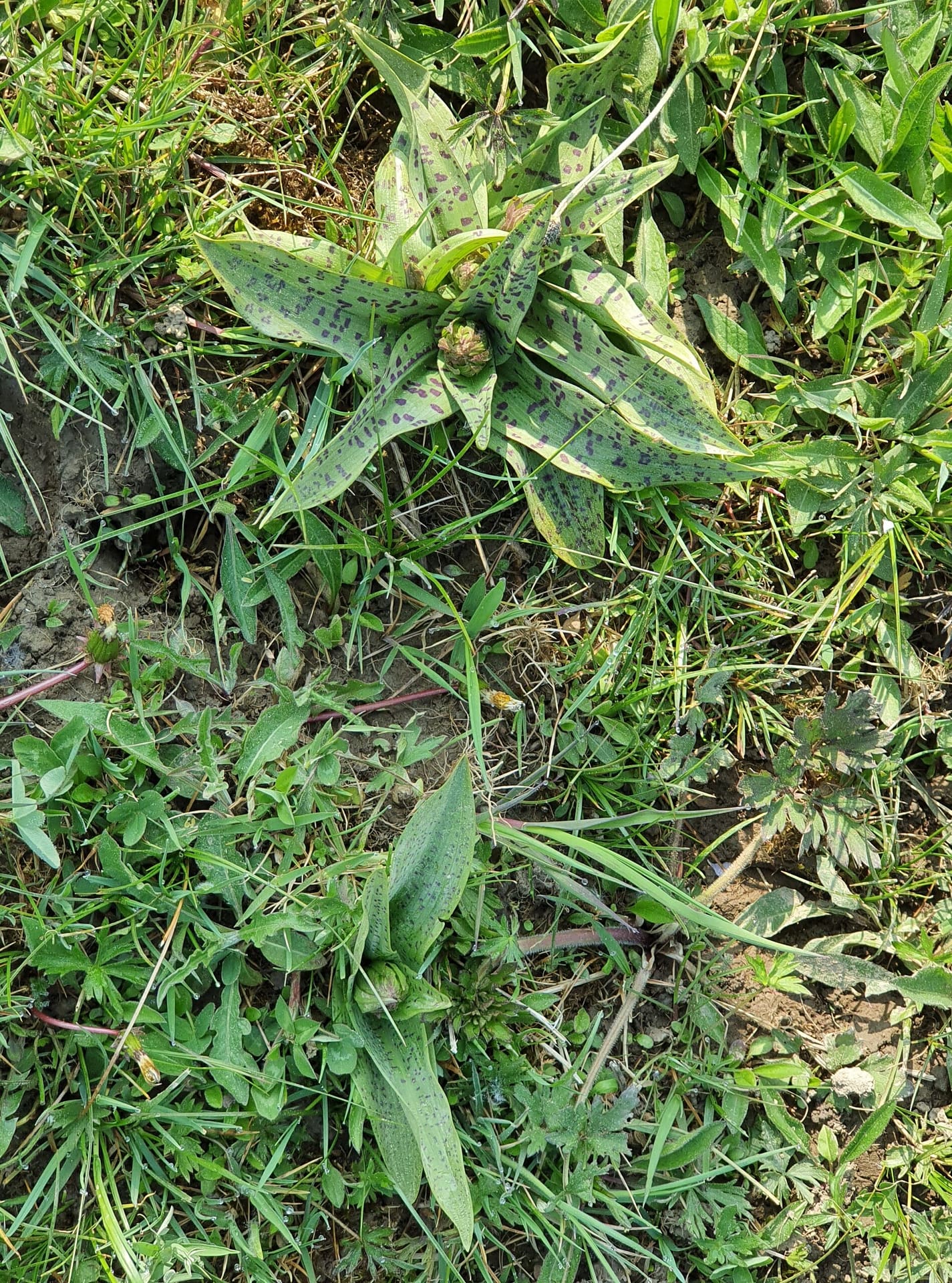 Dactylorhiza majalis