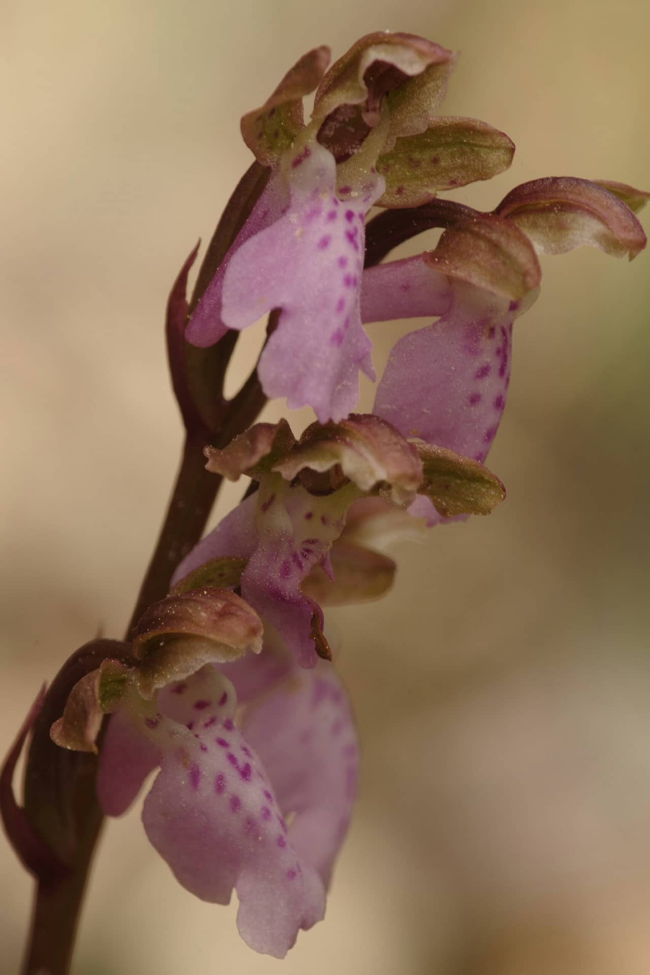 <i>Orchis spitzelii</i>