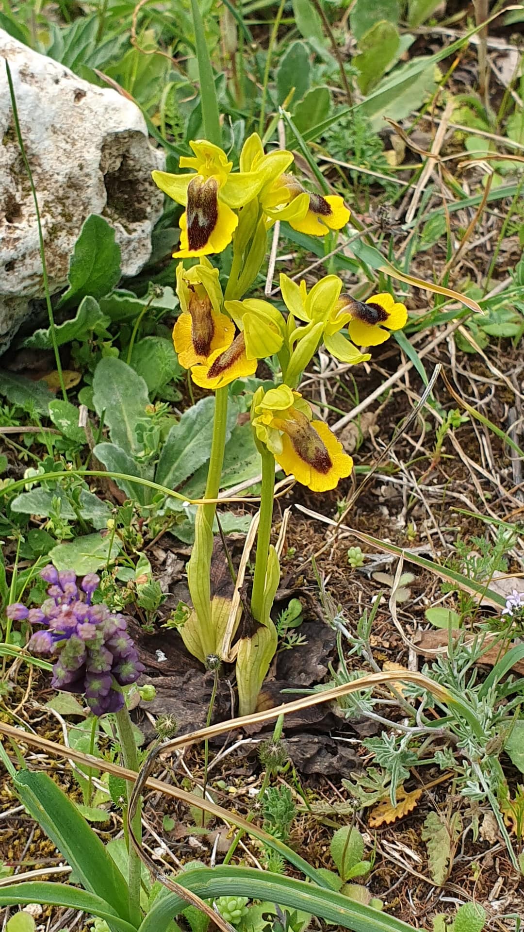 <i>Ophrys lutea</i>