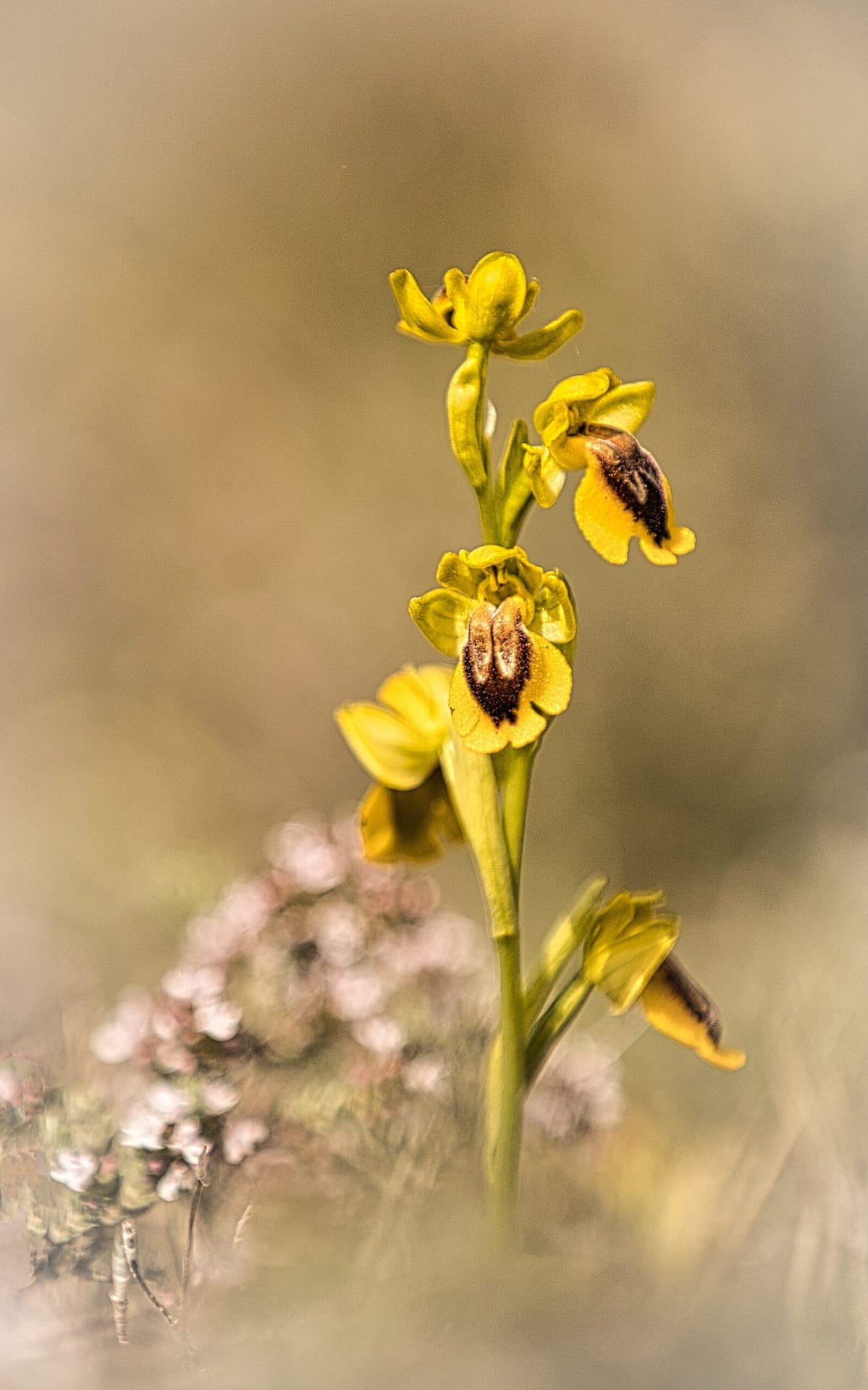 <i>Ophrys lutea</i>