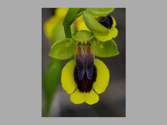 Lees meer over het artikel Plant in de kijker : <i>Ophrys lutea</i>