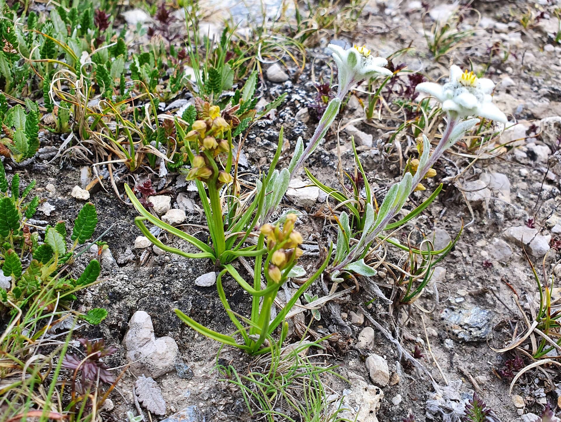 <i>Chamorchis alpina</i>