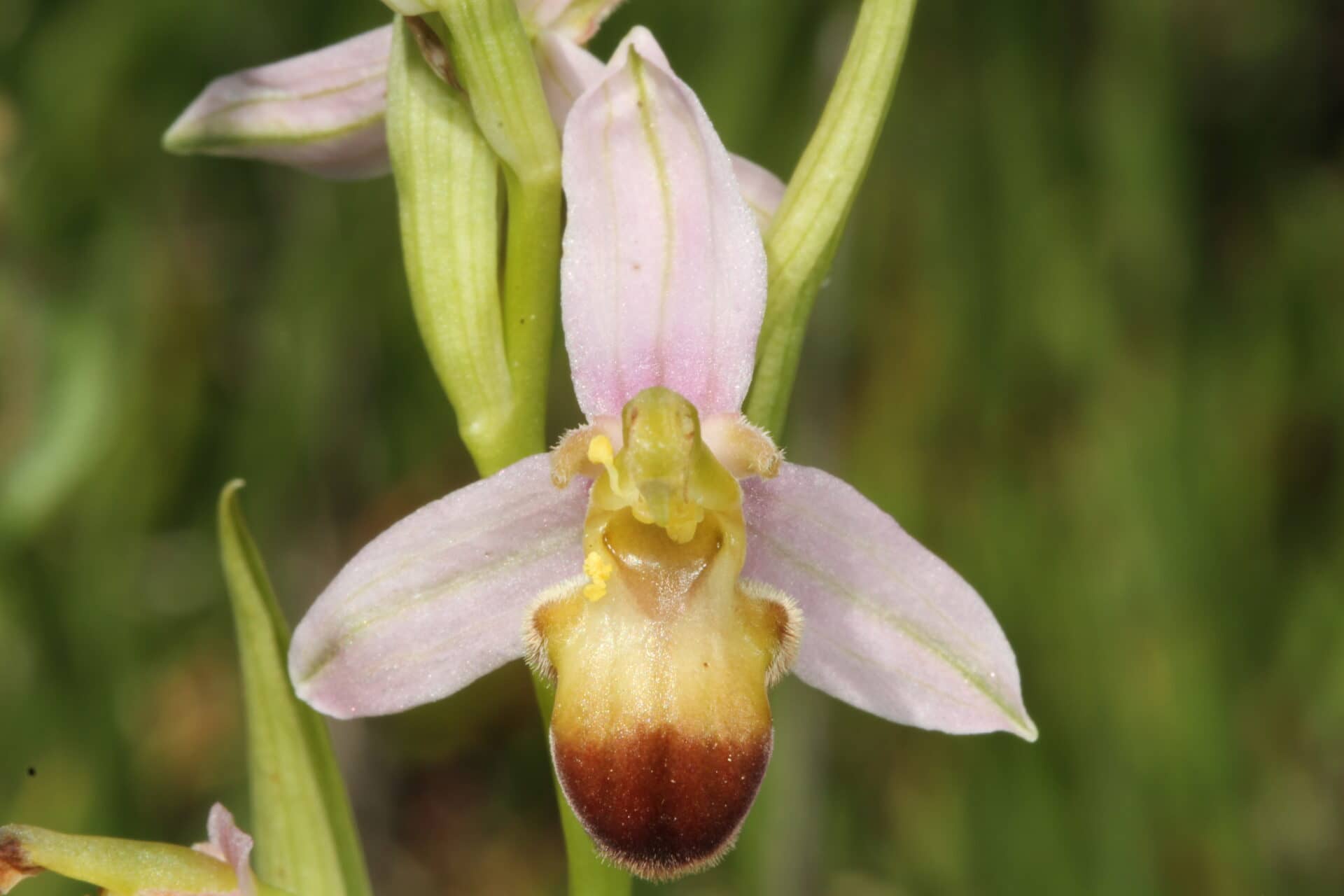 Ophrys apifera var bicolor Akrotiri 14042016 BDB