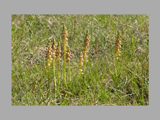 Lees meer over het artikel Plant in de kijker : <i>Orchis anthropophora</i>