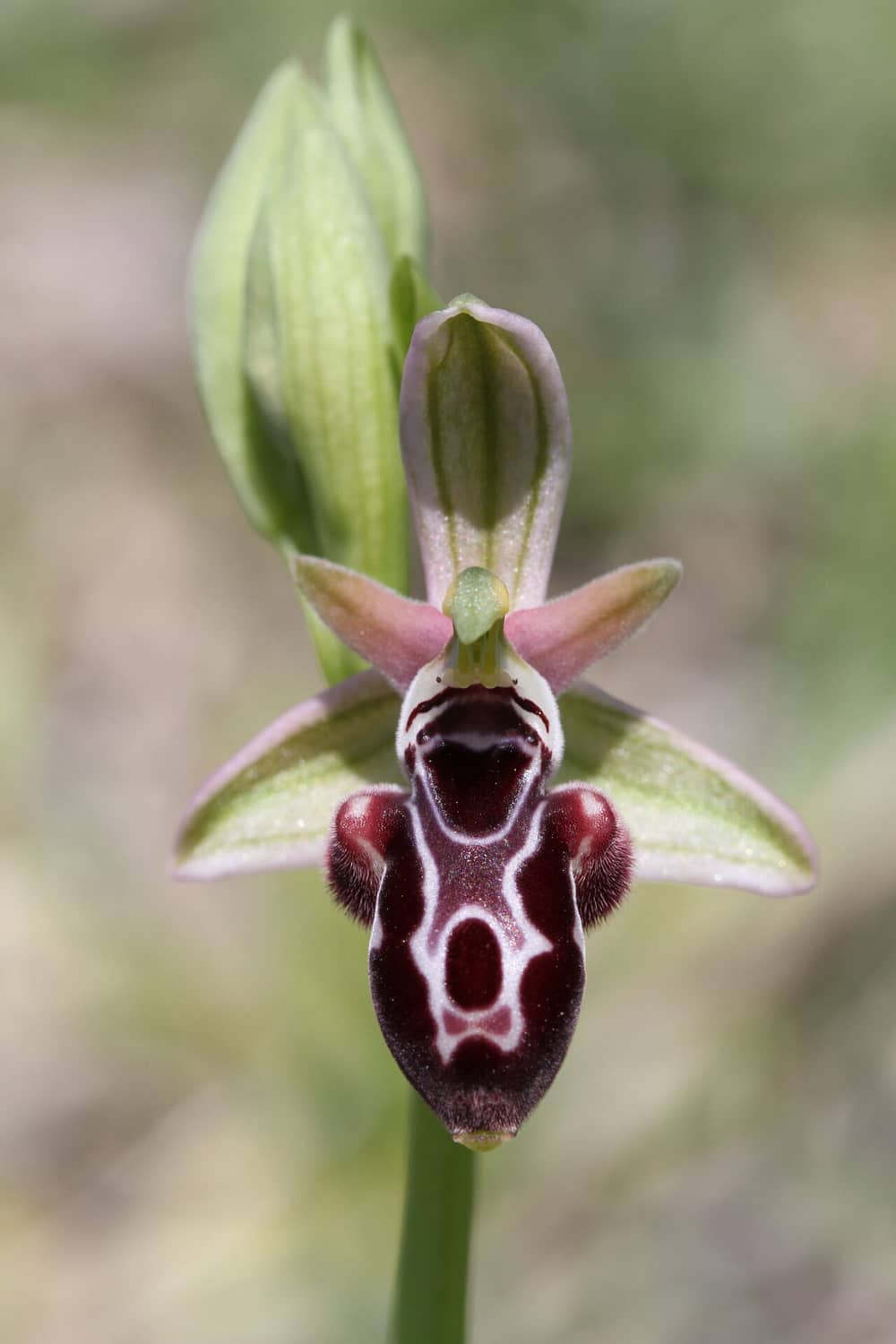 Ophrys kotschyi Noord Cyprus 18032017 BDB