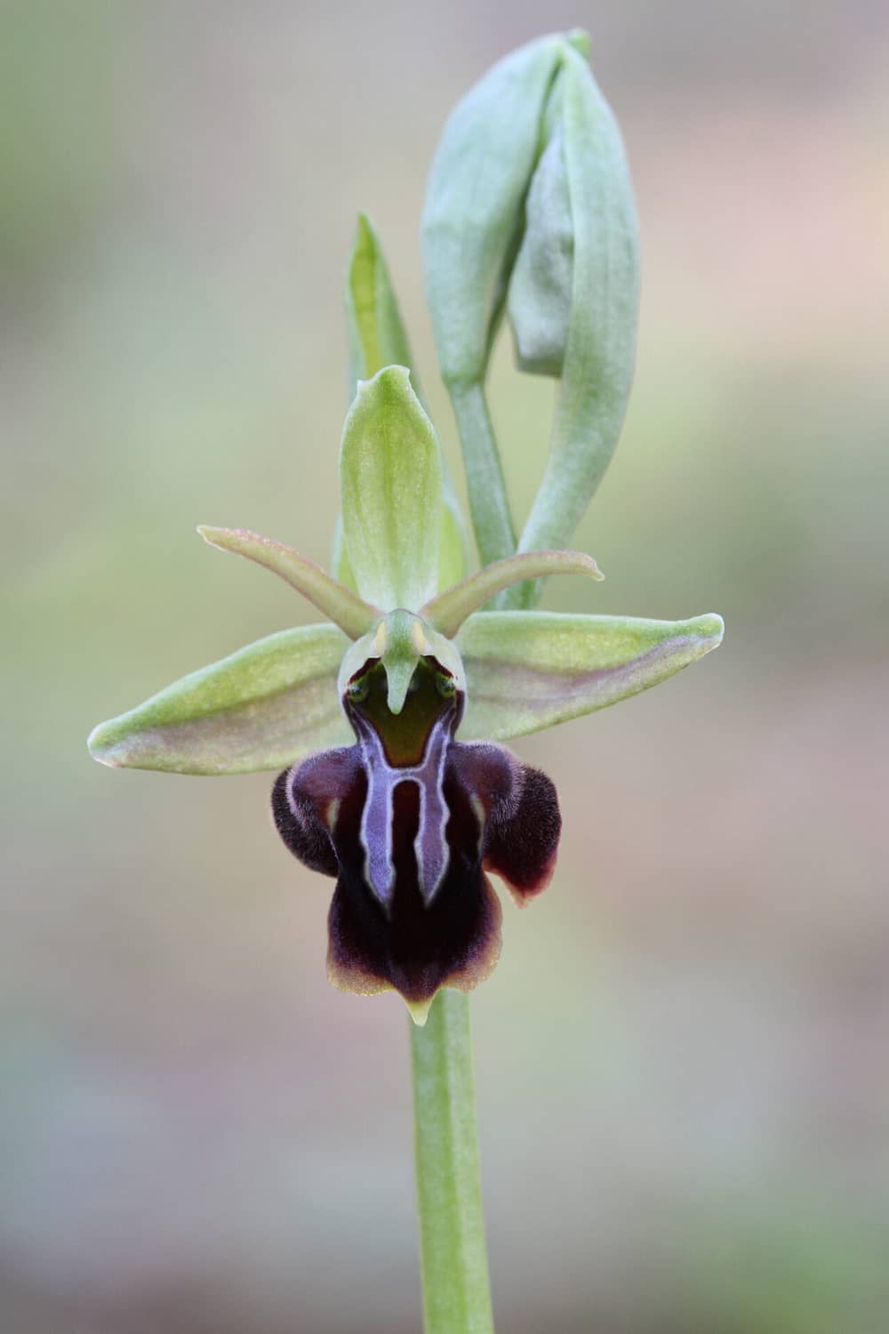 Ophrys morio Noord Cyprus 18032017 BDB