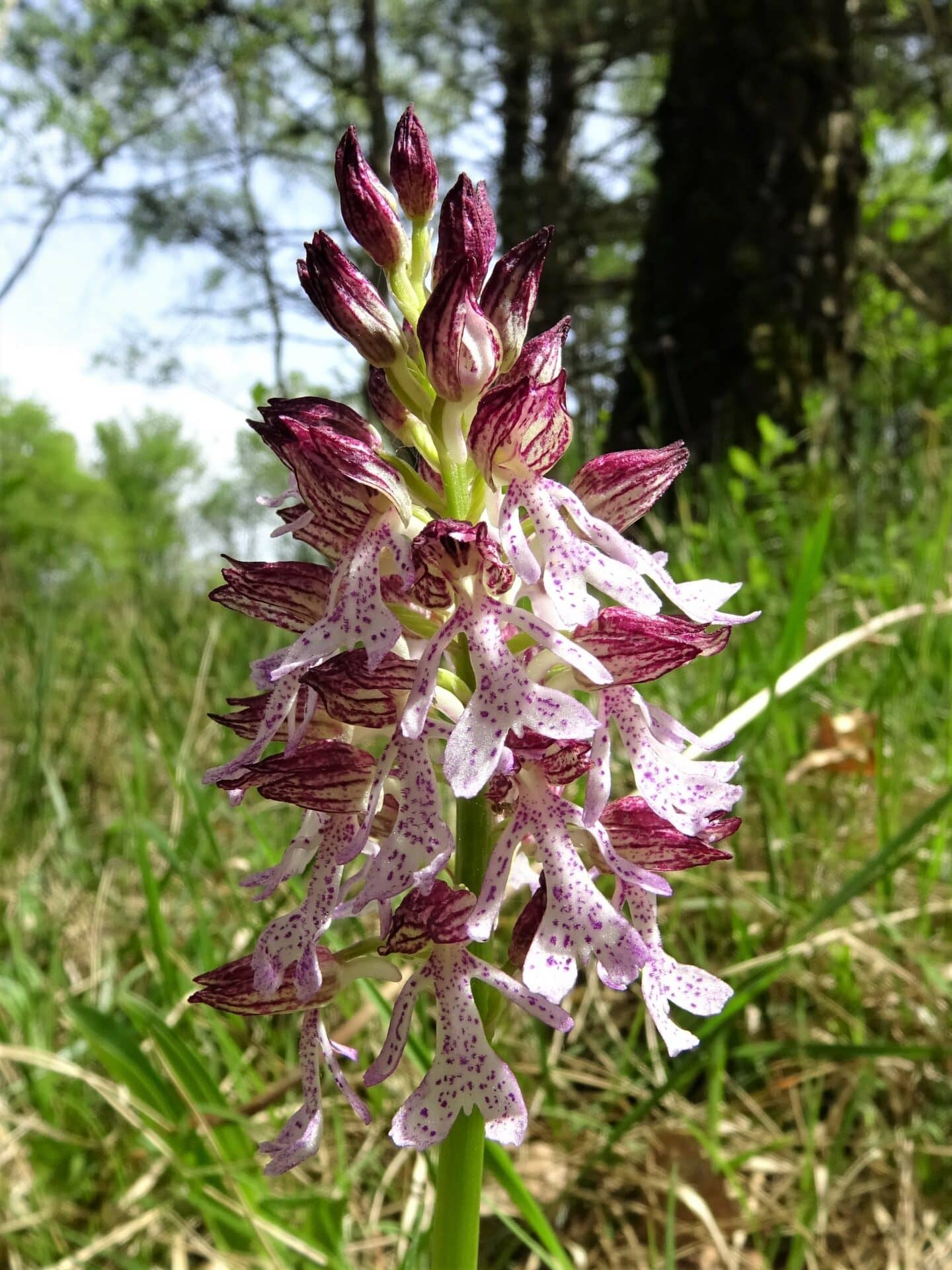 <i>Orchis x angusticruris</i>