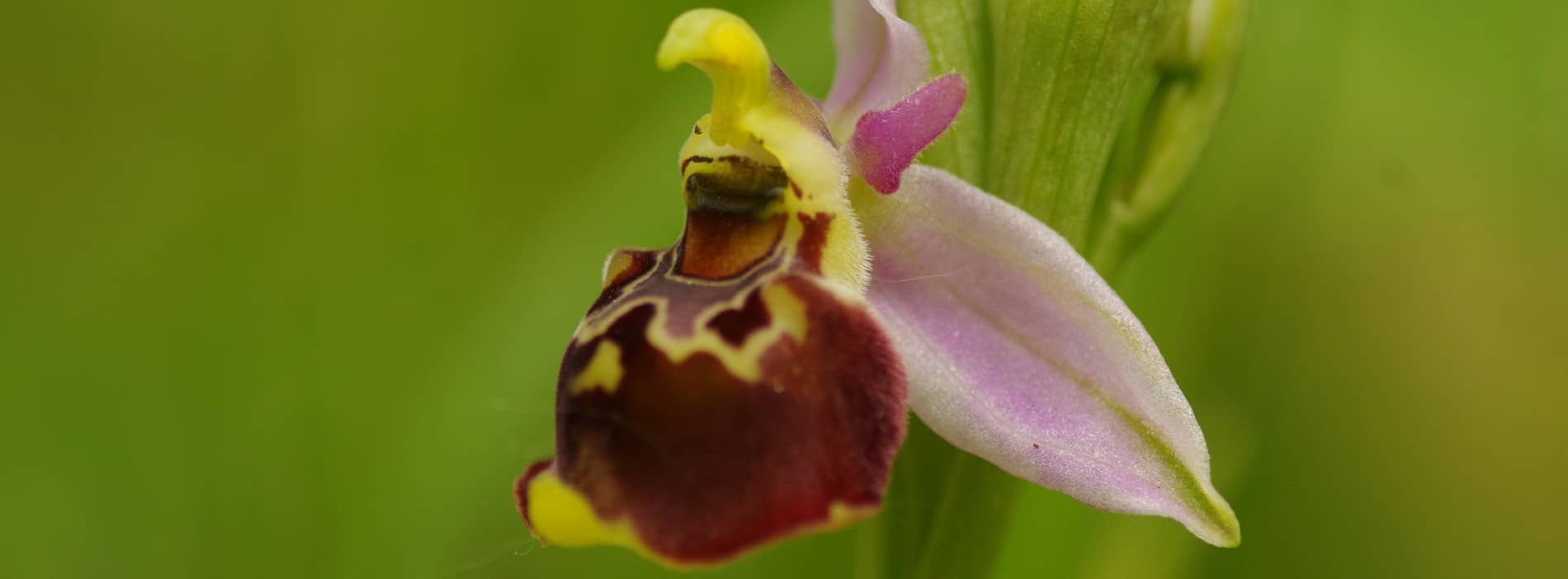 Ophrys fuciflora WVdB