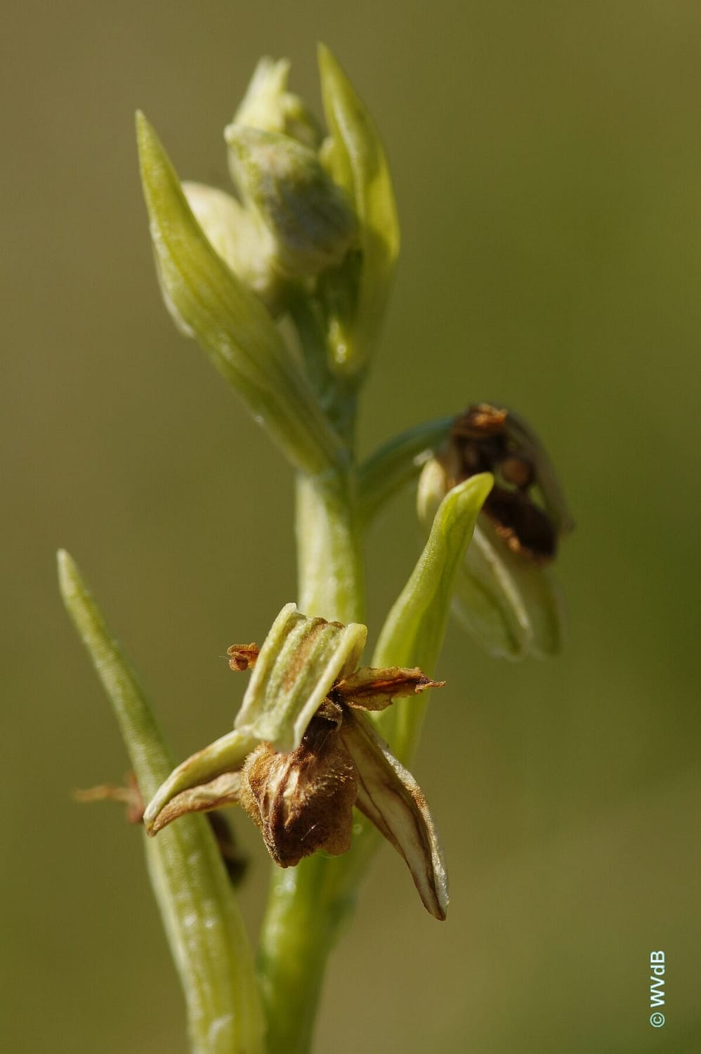 Ophrys araneola 02 WVdB 25042021