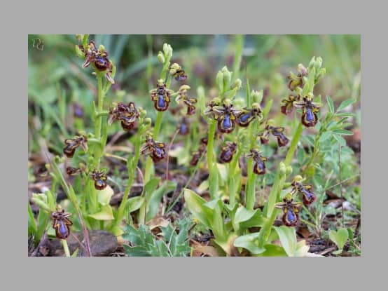 Lees meer over het artikel Plant in de kijker : <i>Ophrys speculum</i>