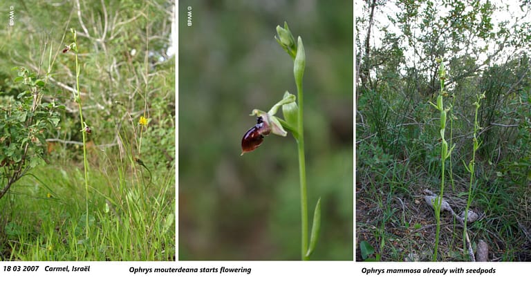 ophrys mammosa mouterdeana 1