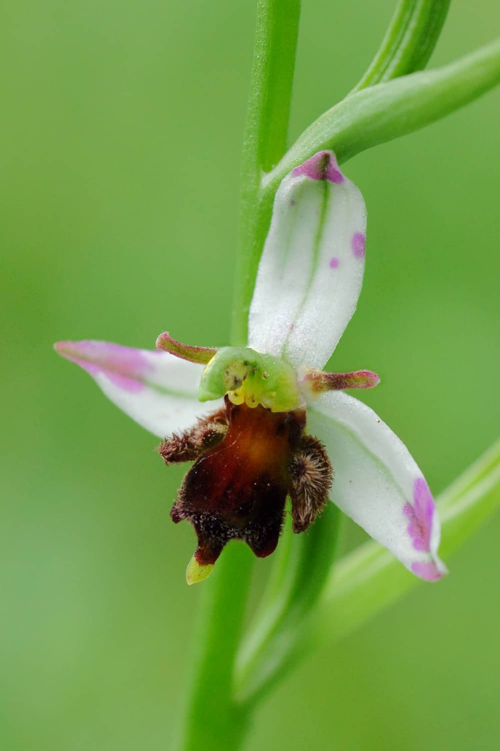 <i>Ophrys apifera subsp almaracensis</i>