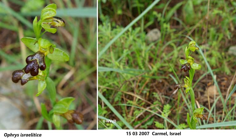 ophrys israelitica