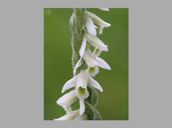 Lees meer over het artikel Plant in de kijker : <i>Spiranthes spiralis</i>