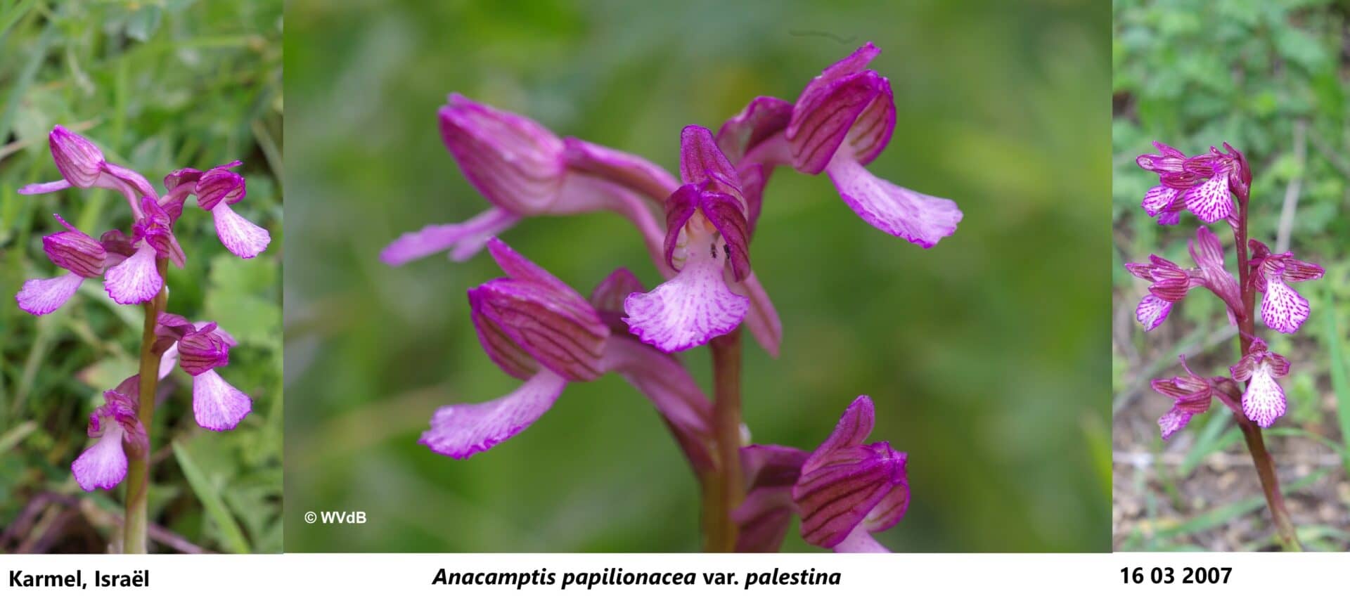anacamptis papilionacea palestina 2