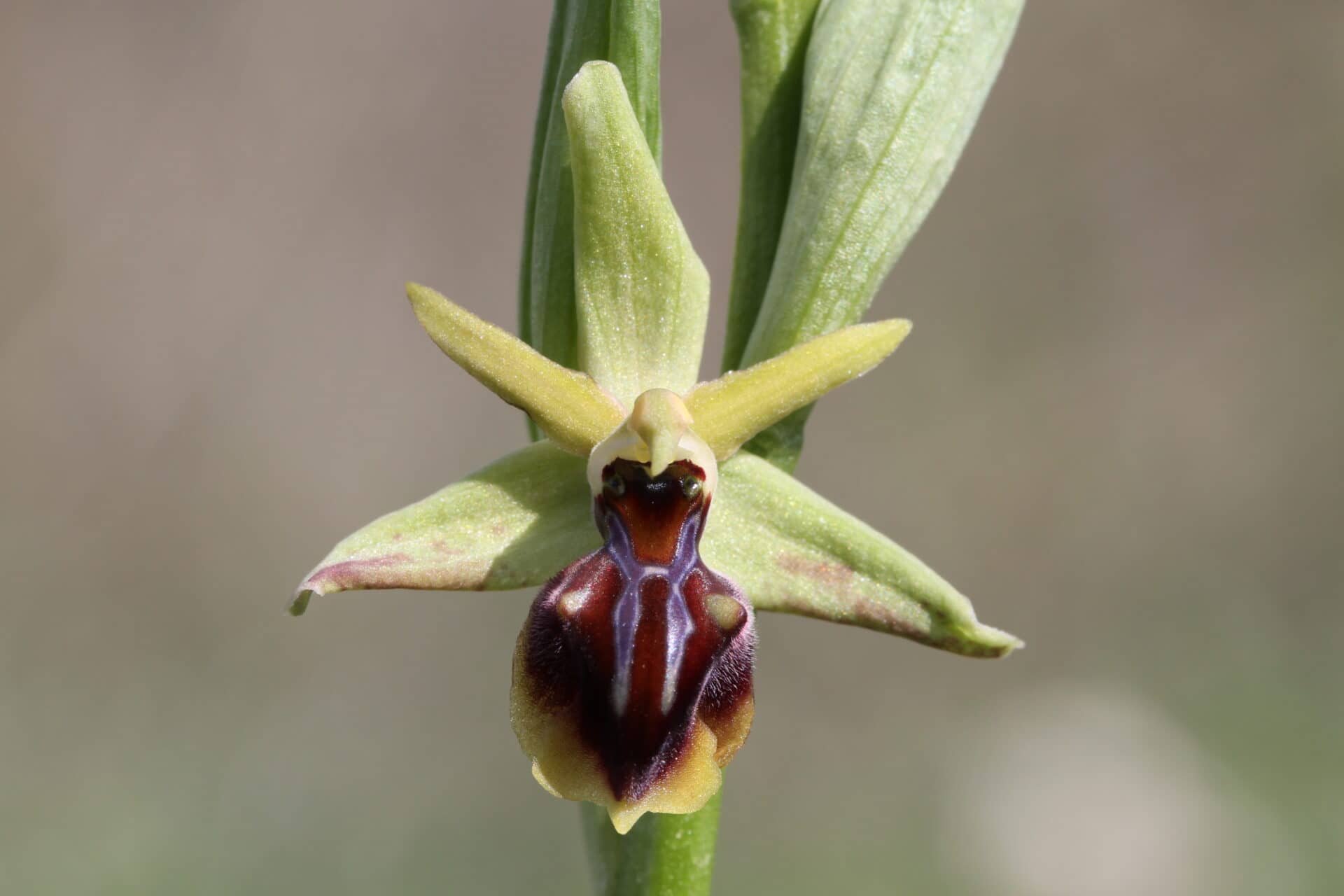 Ophrys alasiatica Choulou 01 15032017 BDB