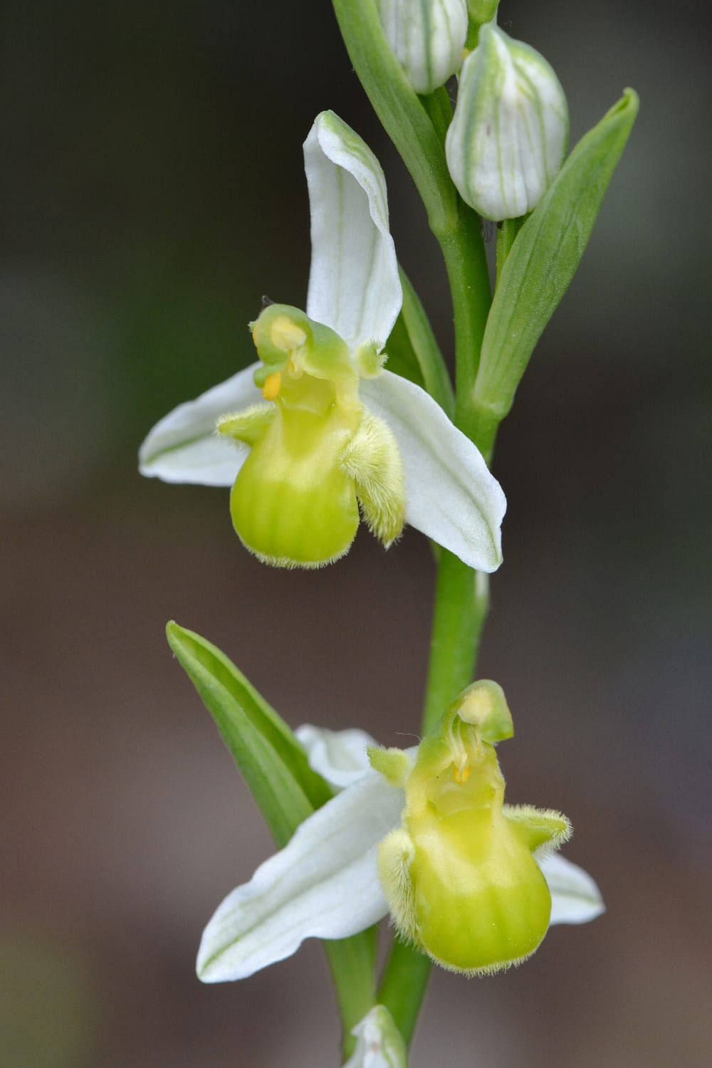<i>Ophrys apifera subsp chlorantha</i>