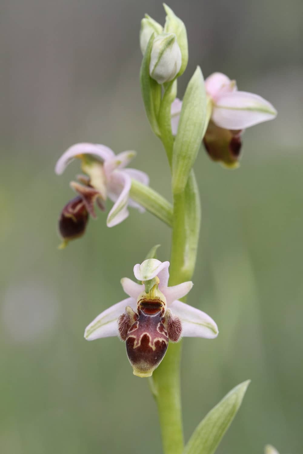 Ophrys orientalis Pentakomo 16032017 BDB