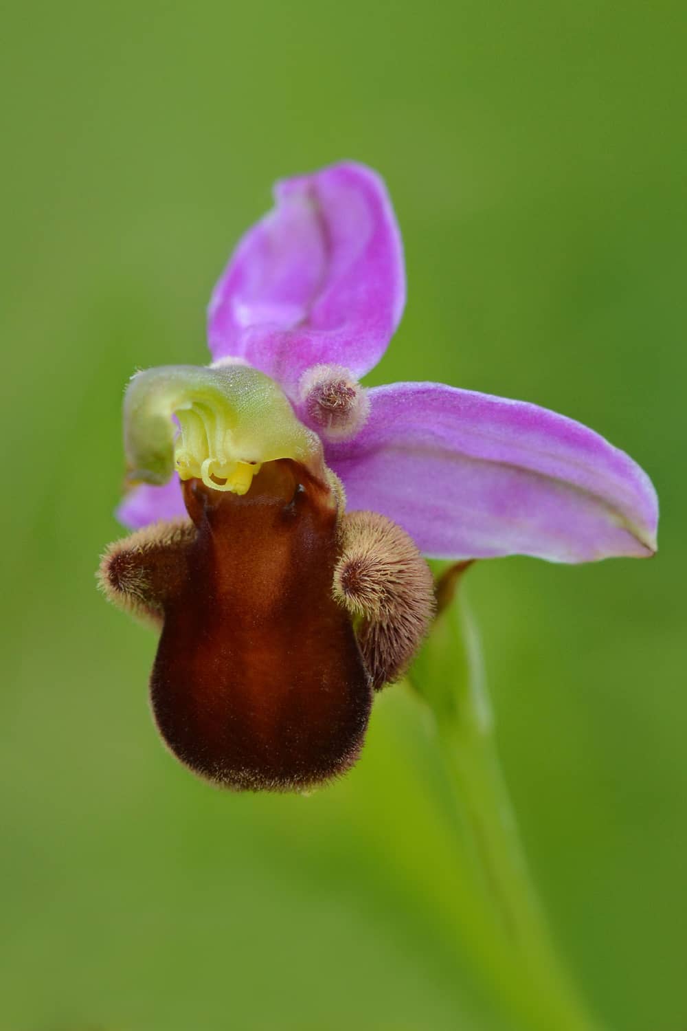 <i>Ophrys apifera subsp fulvofusca</i>