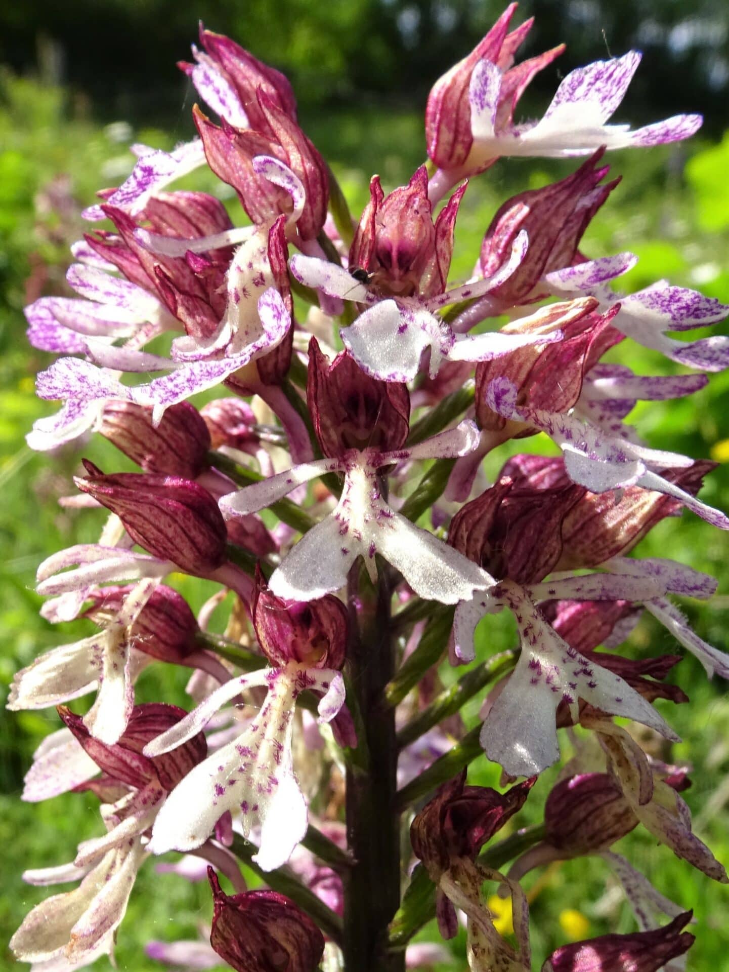 <i>Orchis x hybrida</i>