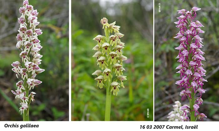 orchis galilaea 2