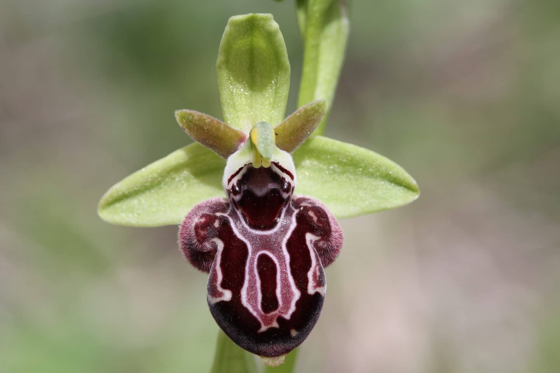 Ophrys kotschyi Akrotiri 02 12032016 BDB
