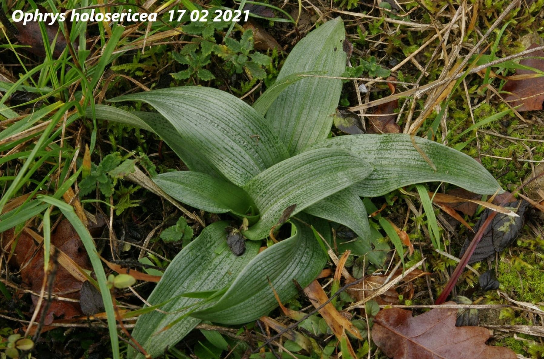 ophrys holosericea 1a