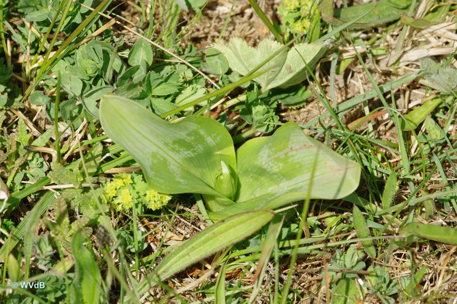 <i>Platanthera chlorantha</i>