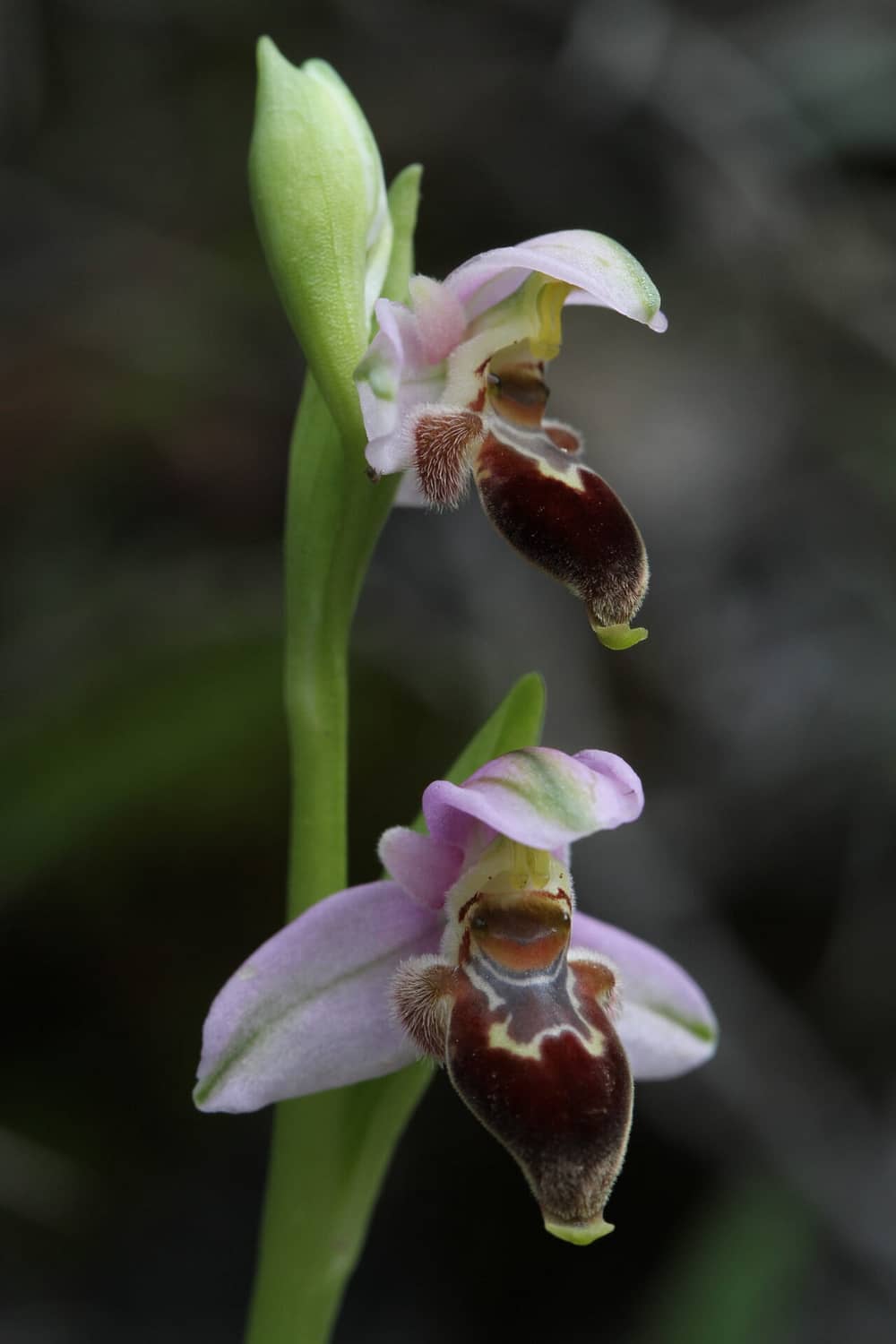 Ophrys lapethica Gerasa 13032017 BDB