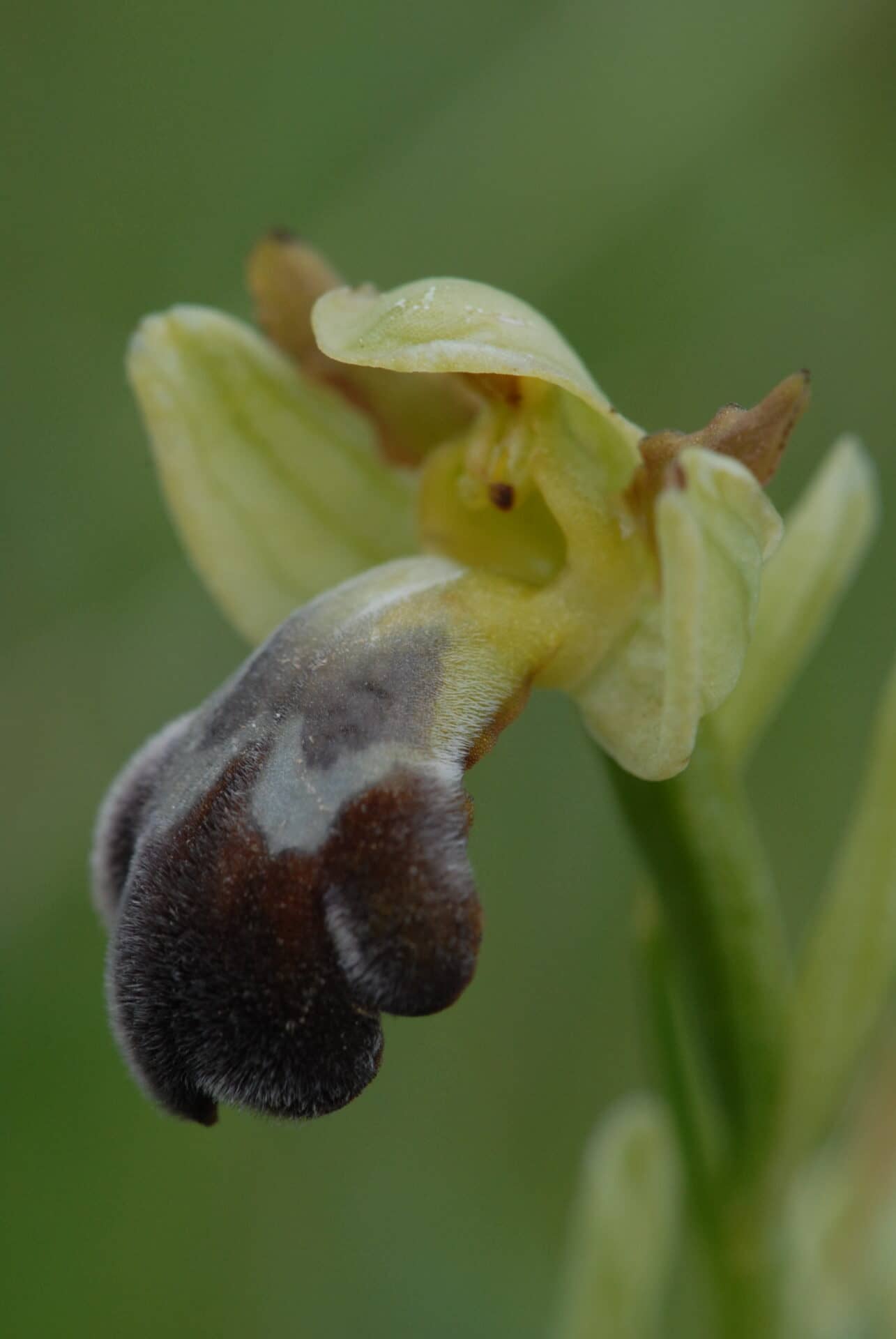 <i>Ophrys vasconica</i>