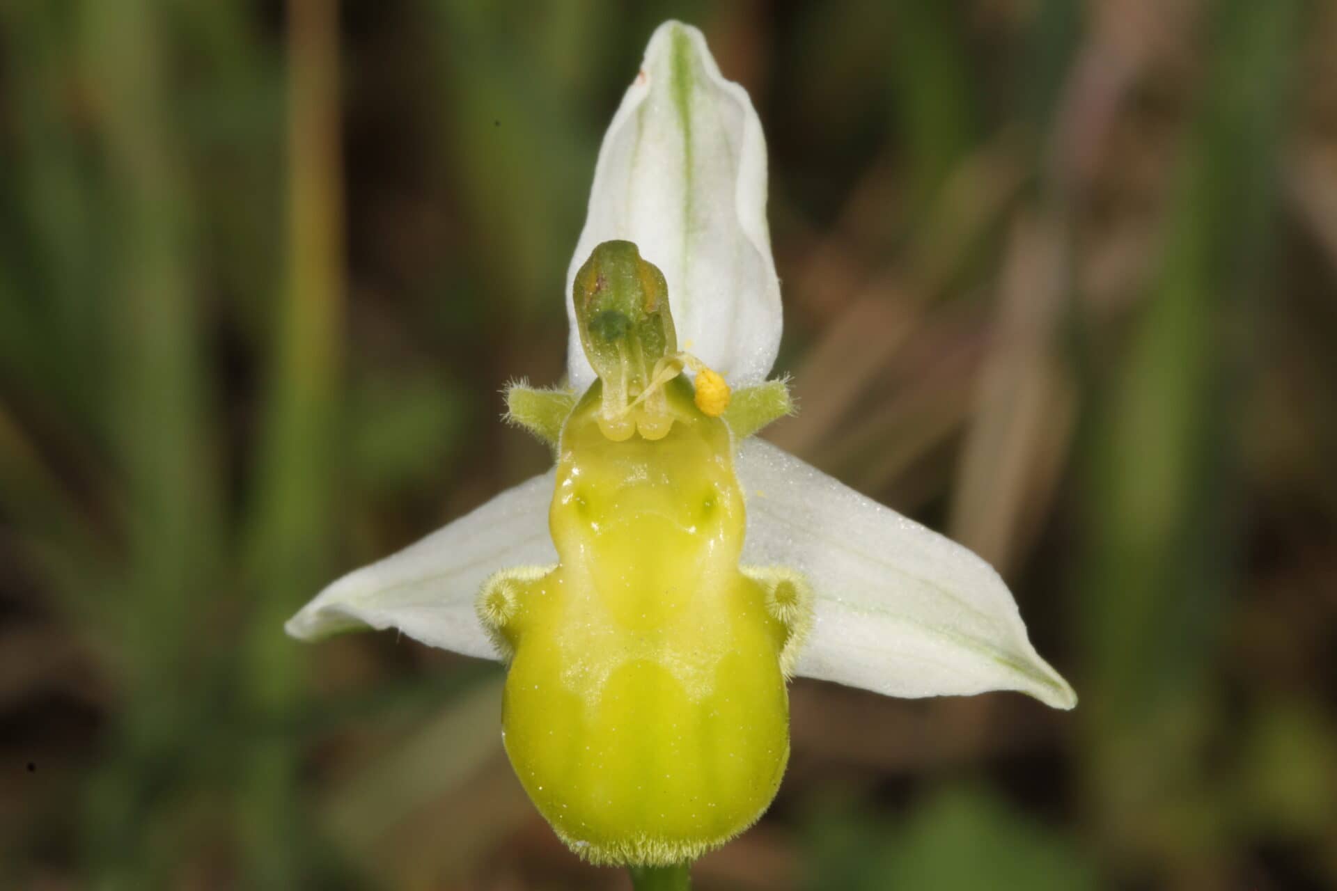 Ophrys apifera var flavescens Choulou 14042016 BDB