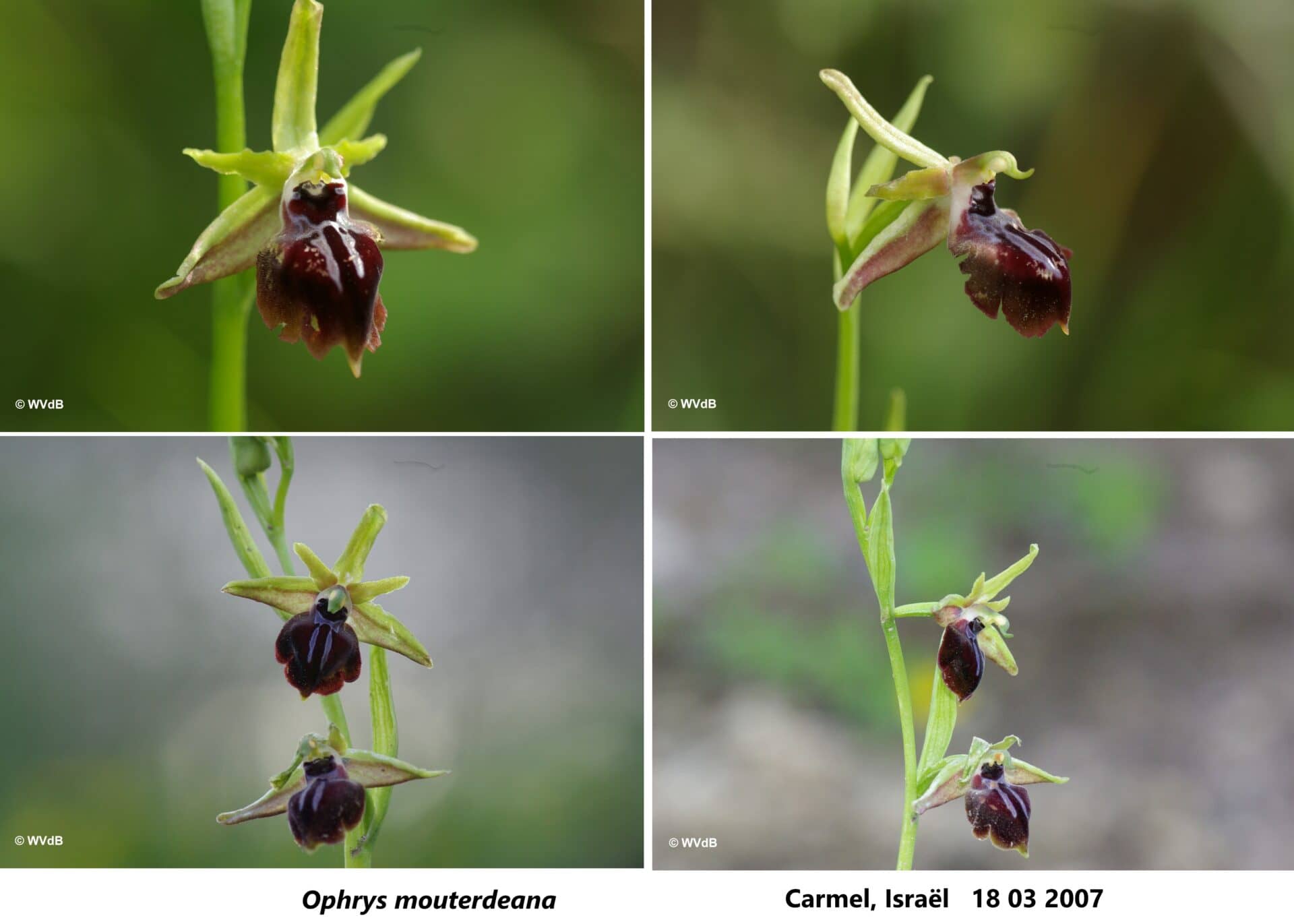 ophrys mammosa mouterdeana 2