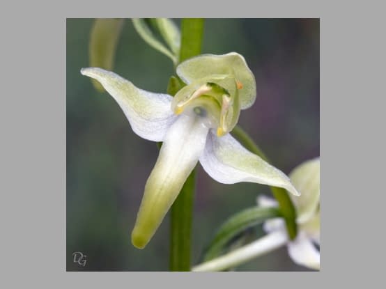 Lees meer over het artikel Plant in de kijker : <i>Platanthera chlorantha</i>
