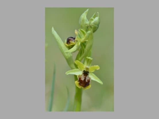 Lees meer over het artikel Ophrys araneola door Ignace De Vloed