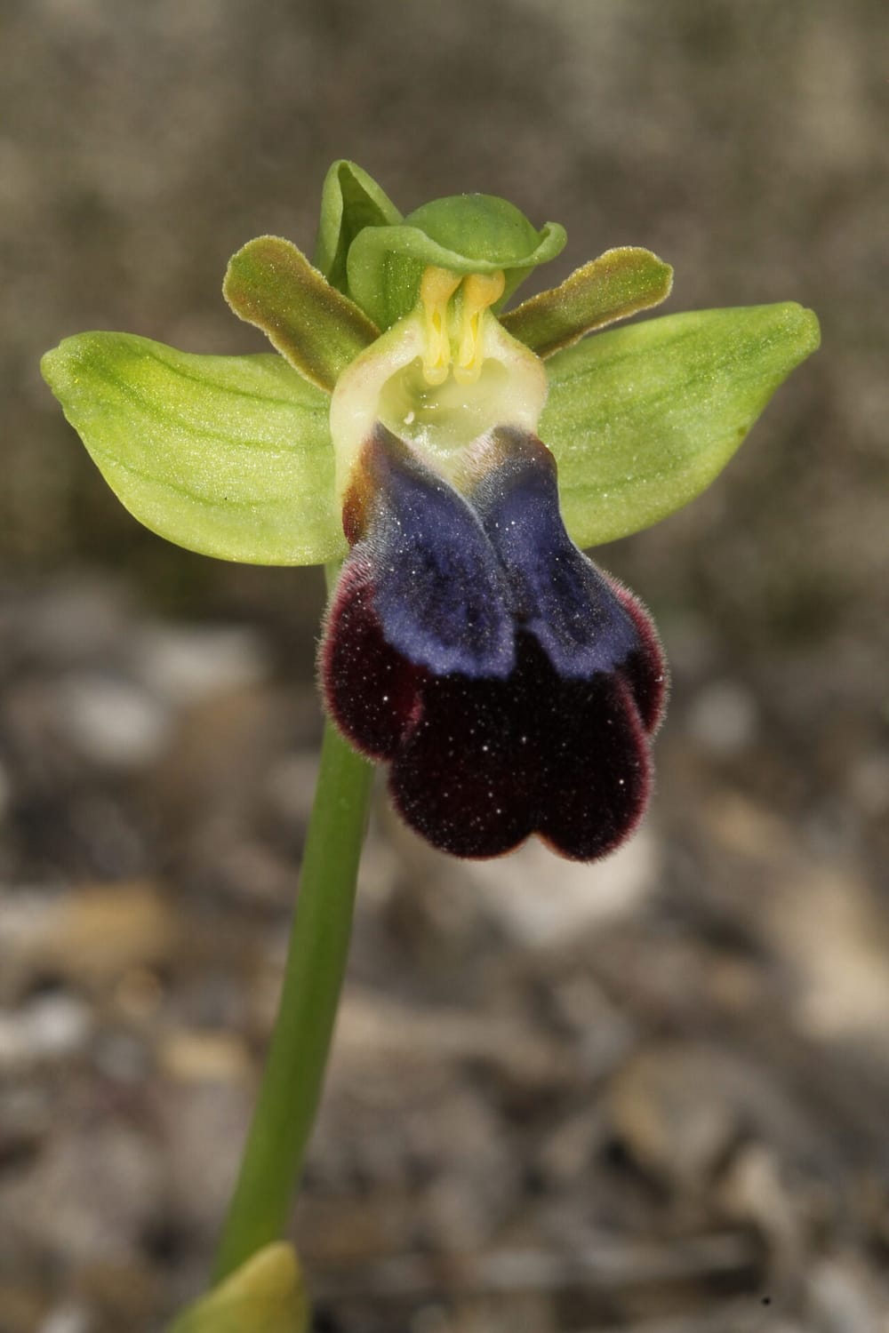 Ophrys iricolor Tochni 20022016 BDB