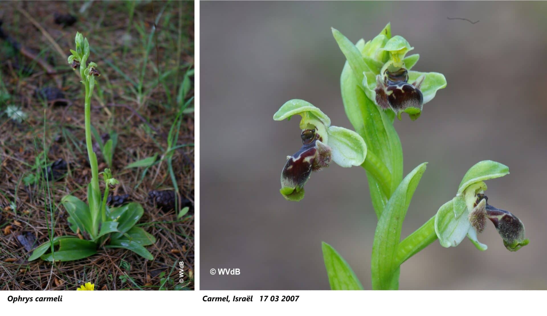 ophrys carmeli 1