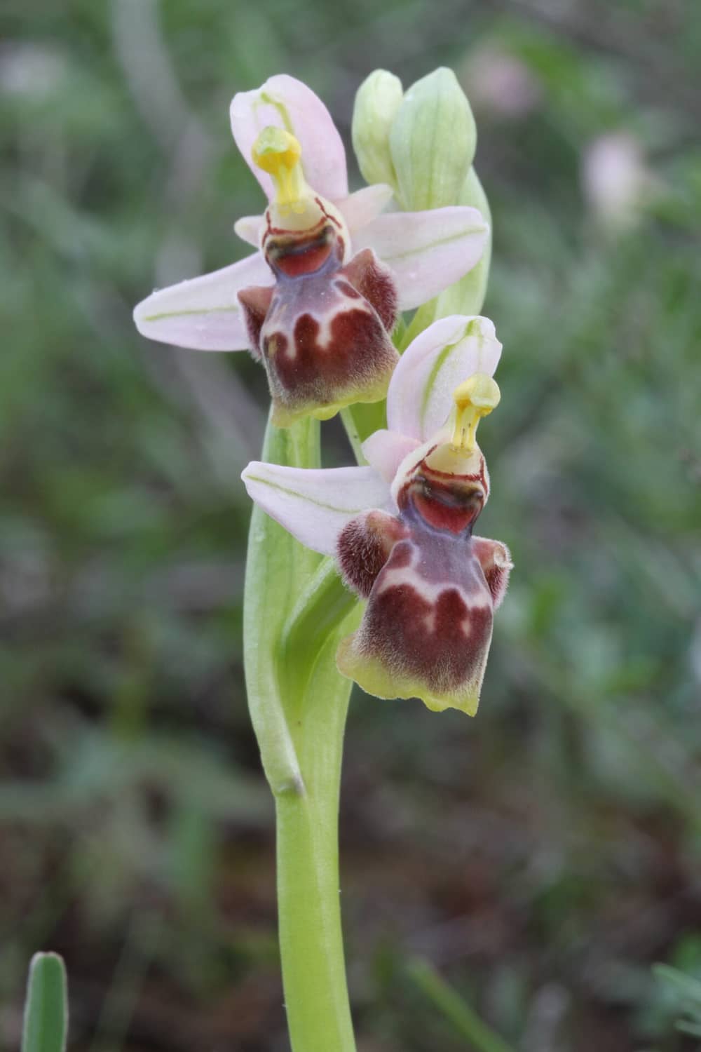 Ophrys flavomarginata hybride Souni 13032017 BDB
