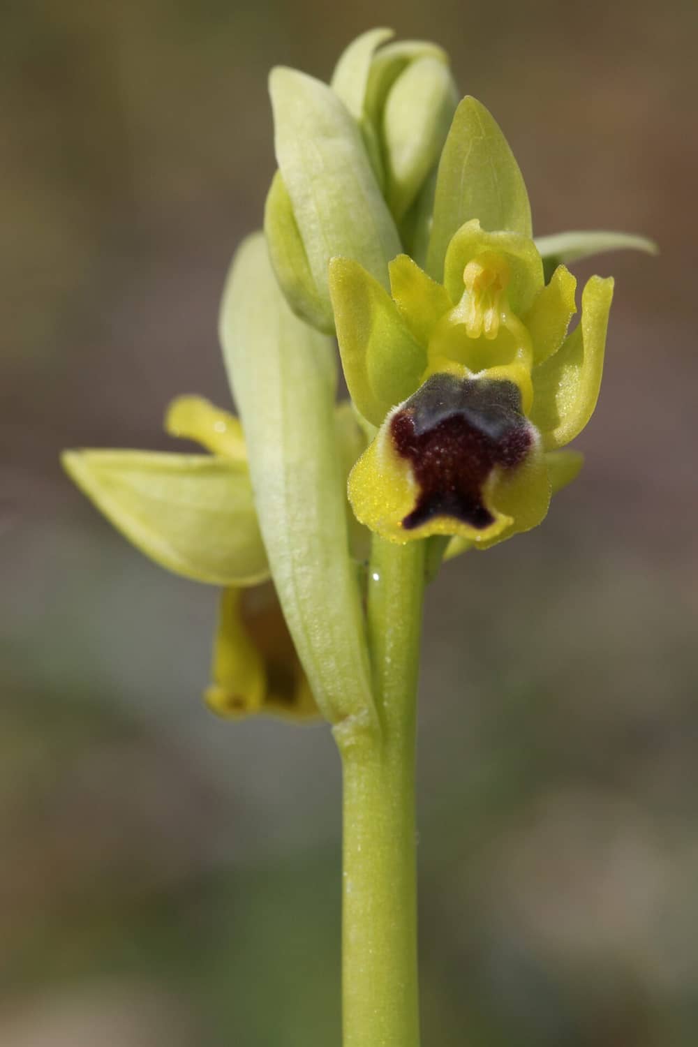 Ophrys galilea Souni 13032017 BDB