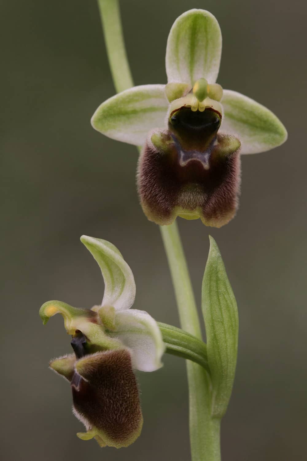 Ophrys levantina Akrotiri 01 12032017 BDB