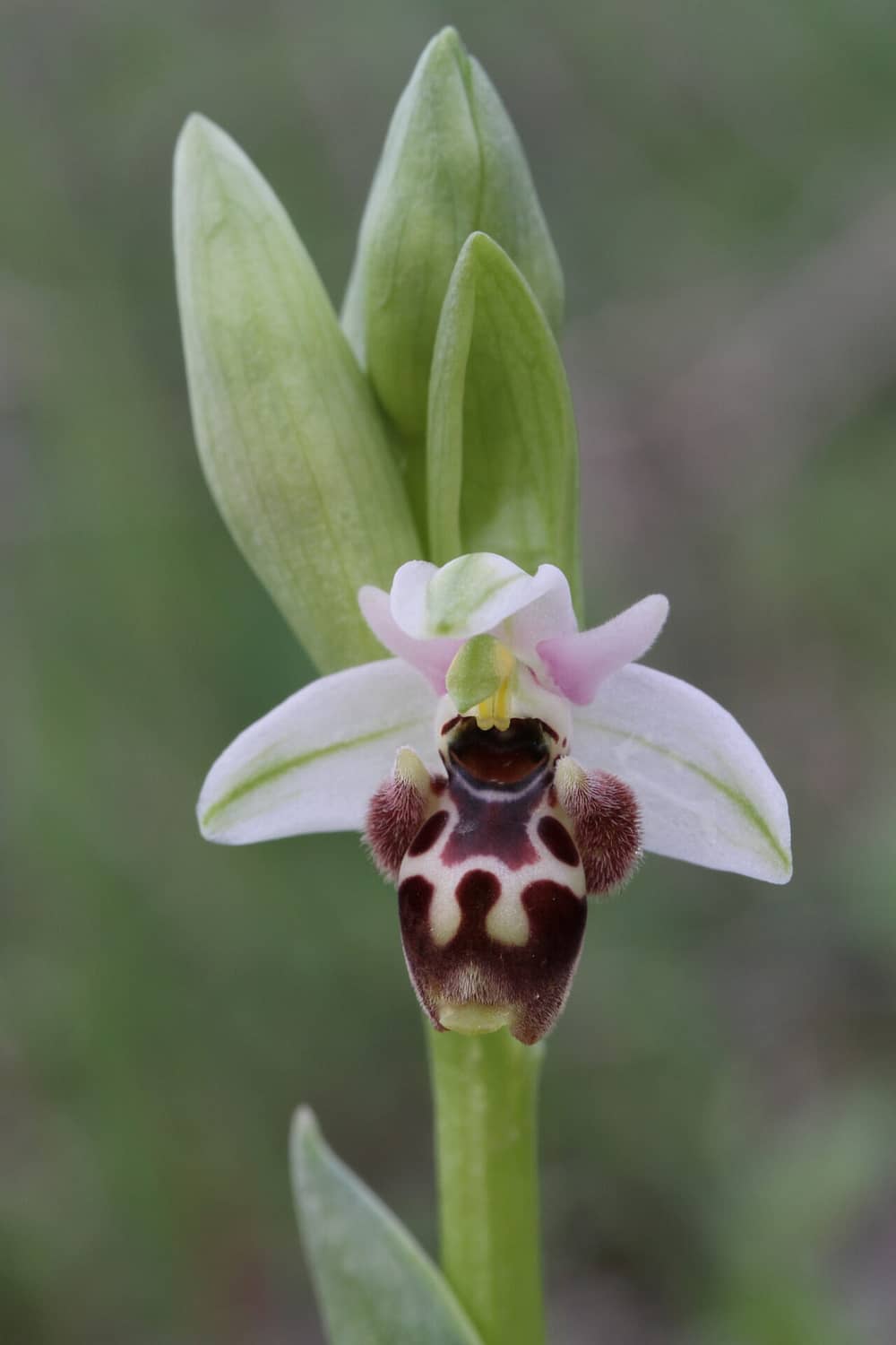 Ophrys orientalis Souni 13032017 BDB