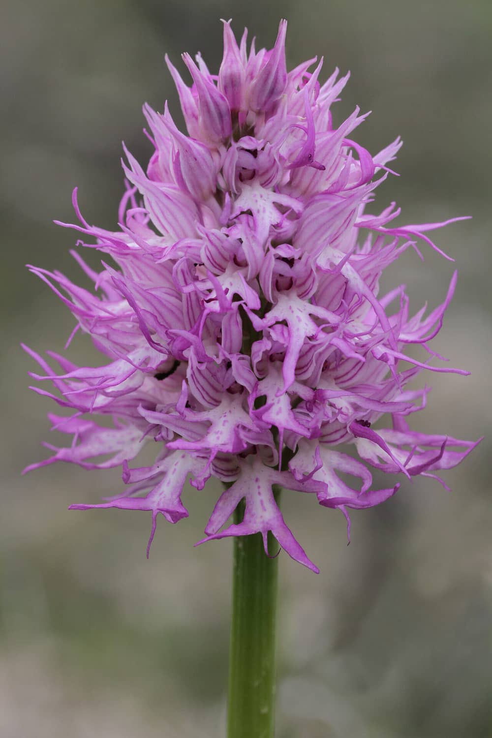 Orchis italica Choulou 15032016 BDB
