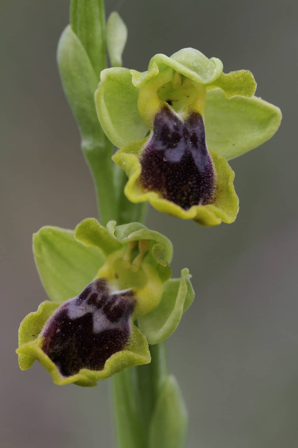 Ophrys galilea Akrotiri 12032016 BDB