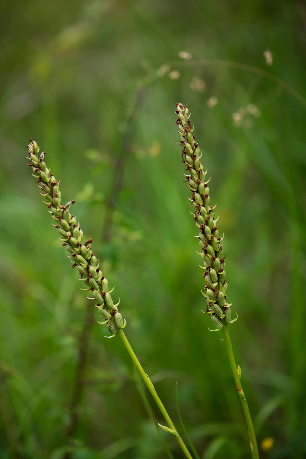 <i>Gymnadenia conopsea</i>