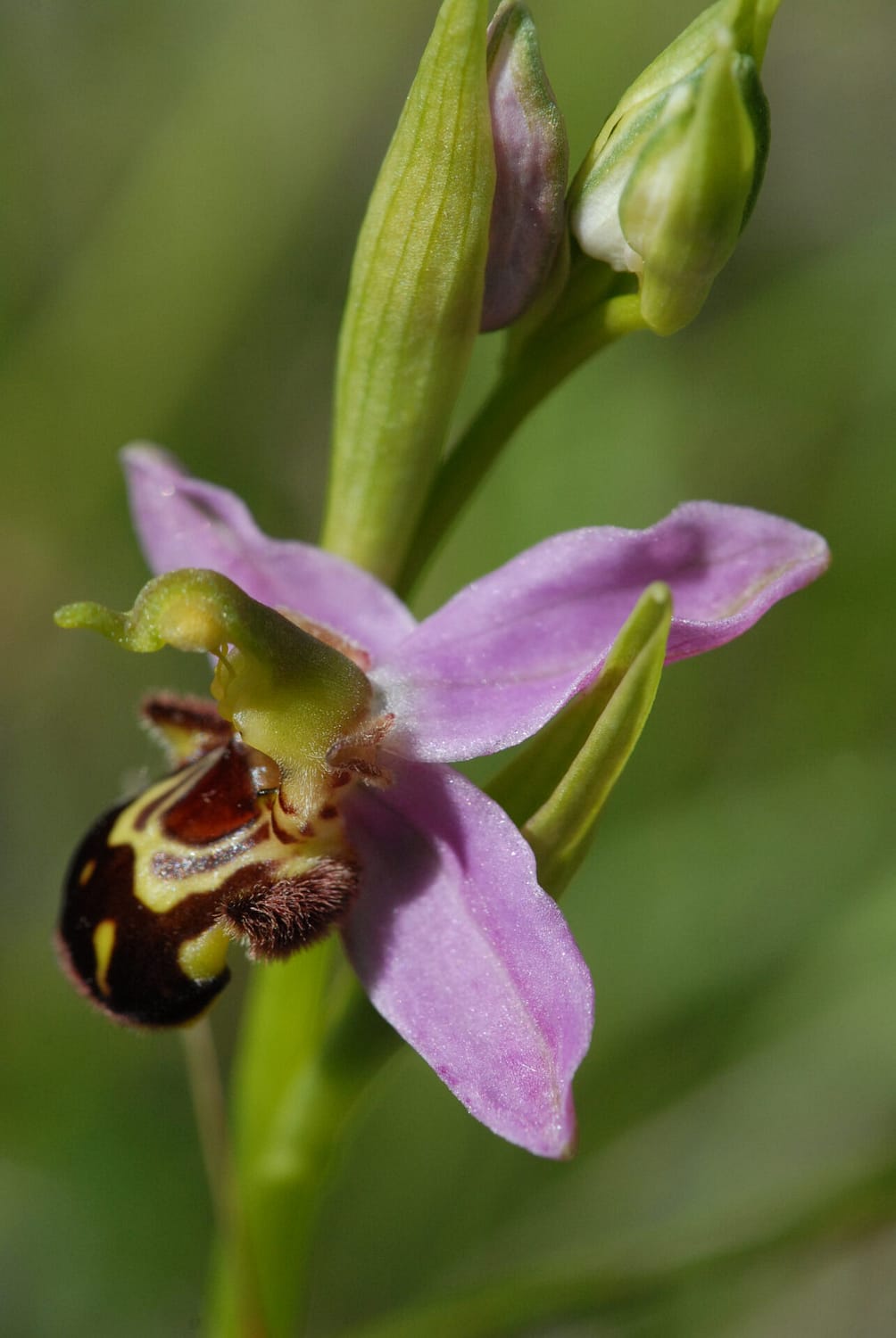 Ophrys apifera Vercors2021 BVDV2 1