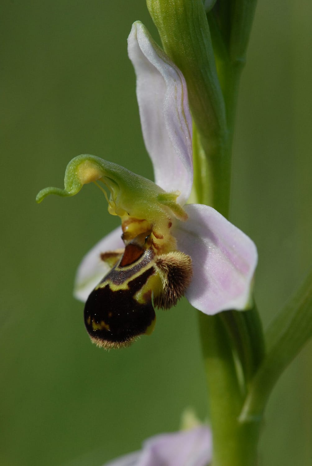 Ophrys apifera Vercors2021 BVDV3 1