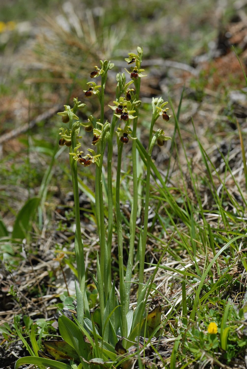 Ophrys araneola Vercors2021 BVDV2