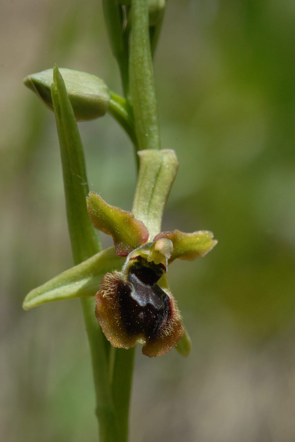 Ophrys araneola Vercors2021 BVDV5